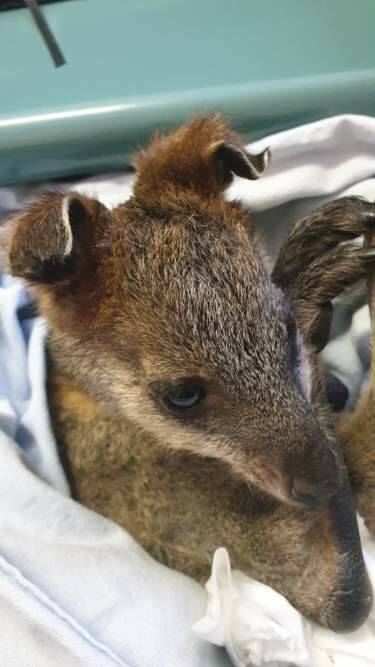 Looking after our wildlife: A wallaby with burnt ears is among the wildlife affected by the fires. Photo: Jodie Isaac
