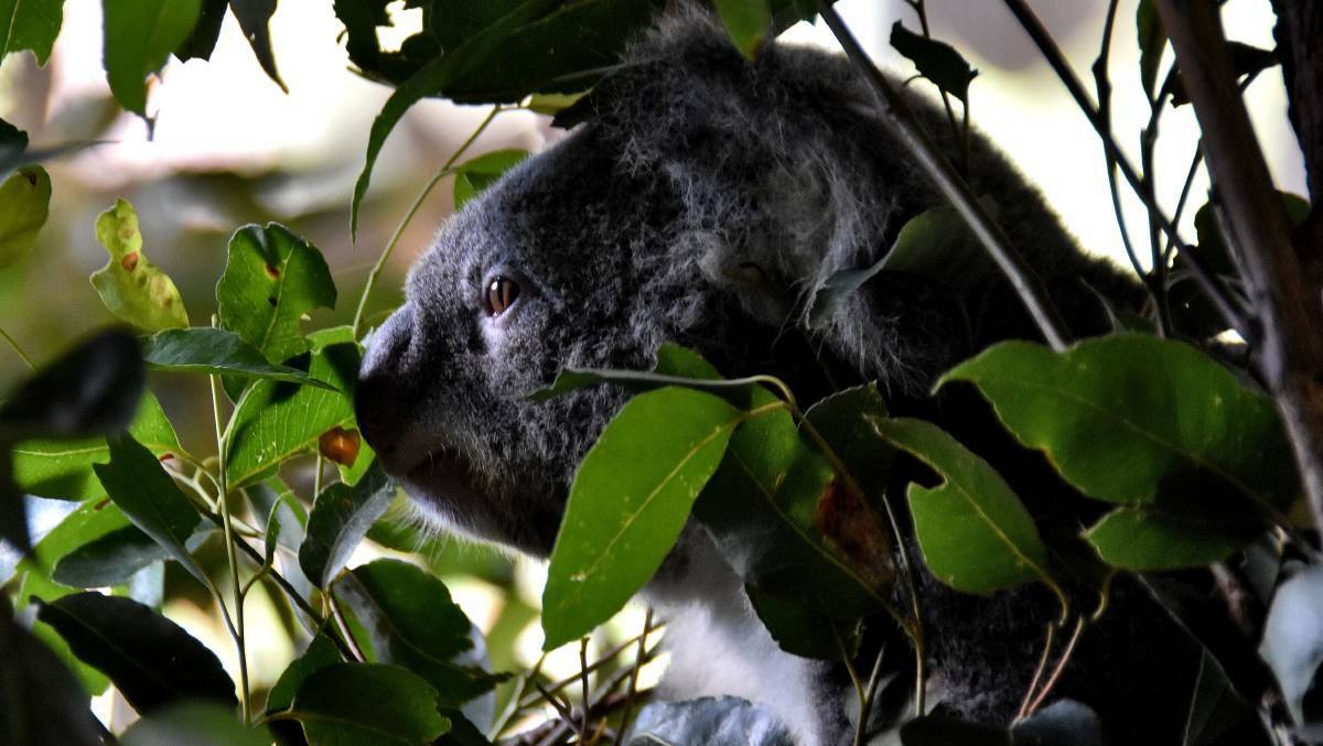 Habitat is key: Koala habitat will be protected under a conservation management program.
