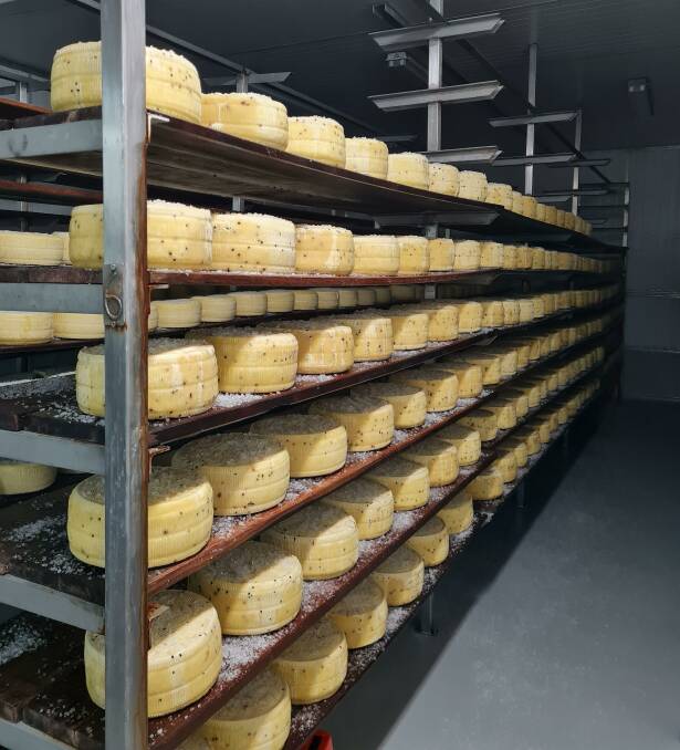 Gold medal winning hard cheese in the maturing/salting room. Photo: supplied
