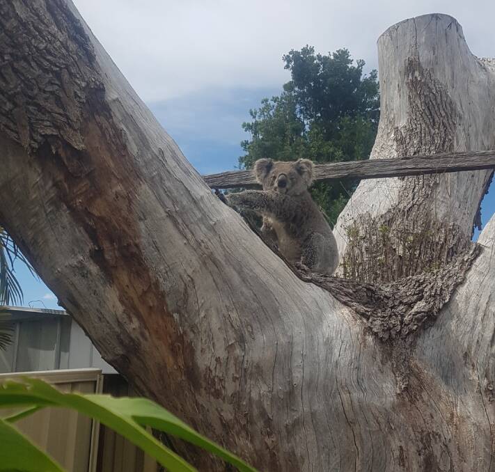 Surprise find: Wauchope Jade sits in a tree stump in a backyard near Wauchope Public School. Photo: Supplied