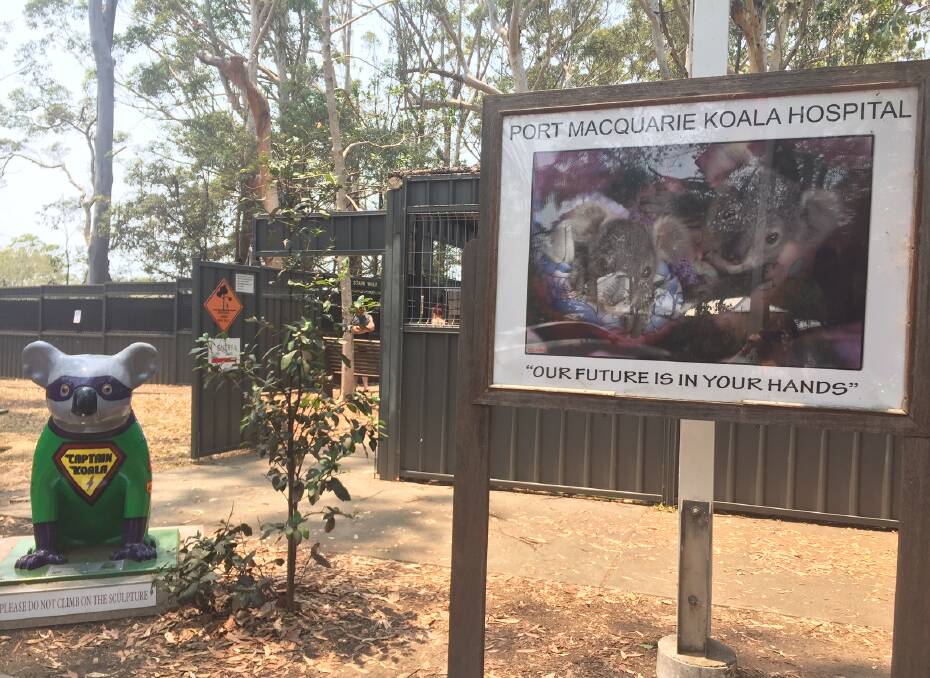Port Macquarie Koala Hospital is dedicated to koala conservation and preservation.