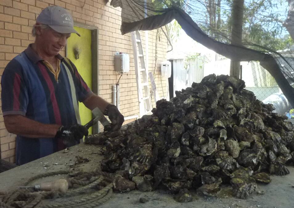 Busy period: Port Oyster Company manager/director Paul Wilson culls and grades oysters.