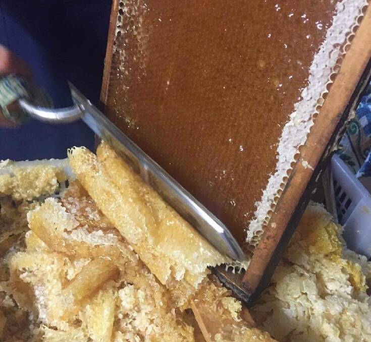 Honey business: Uncapping a frame of honey in better days for honey production. Photo: Lilian Smith, Lighthouse Honey 