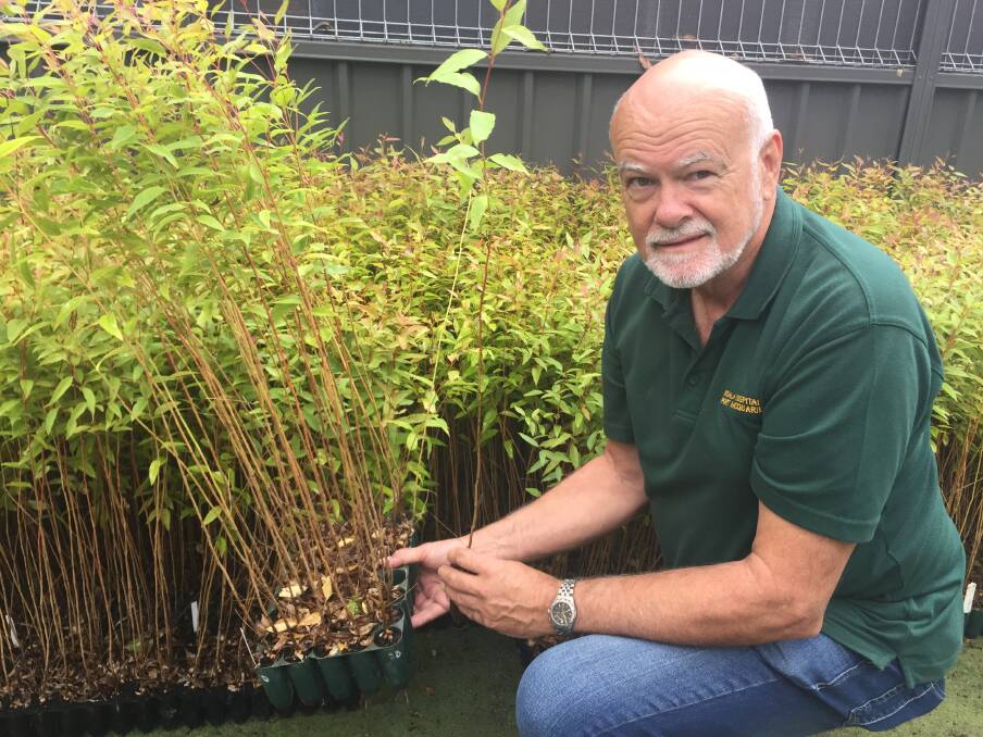 Free trees: Port Macquarie Koala Hospital habitat coordinator Steve Withnall says the tallowood seedlings are in prime condition ready to be planted.