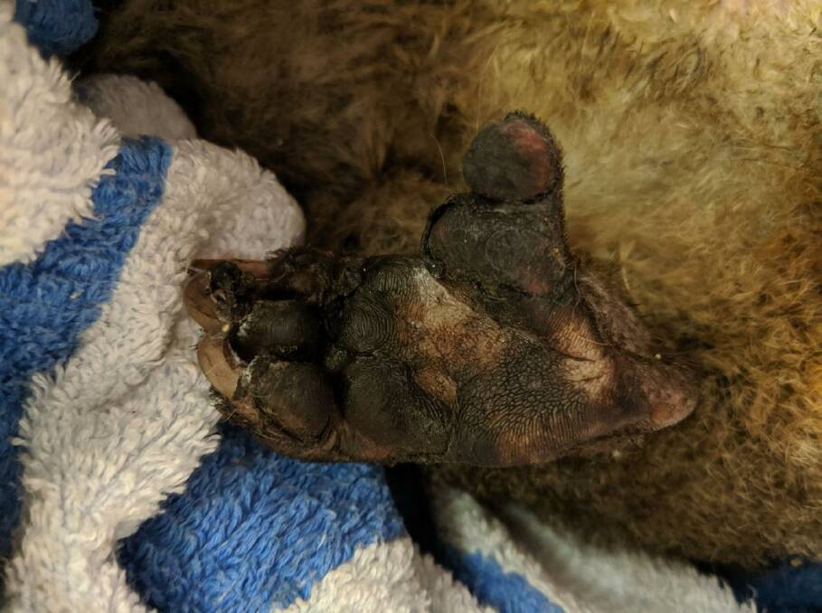 A brushtail possum with burns as a result of the fire. Photo: FAWNA