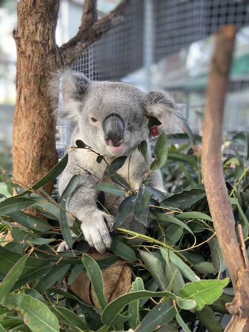 New addition: Visitors will be able to see a new young koala called Ballina Cangleska Wakan (CW) from July 1. Photo: Carole Grant