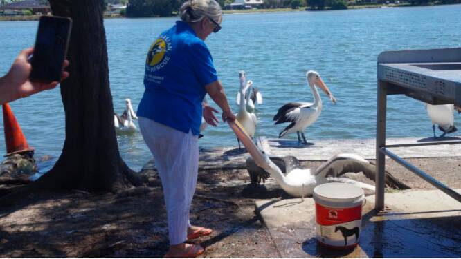 Cathy Gilmore from Australian Seabird Rescue on the Central Coast led the FAWNA training session. Picture: supplied