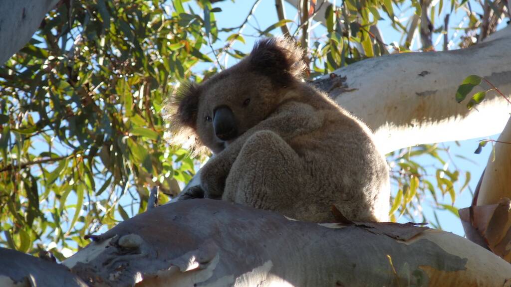 Good news: “Given the large extent of suitable habitat in the hinterland forests of the north-east, the results show koalas are more widespread than previously understood," Dr Brad Law said. Photo: NSW Department of Primary Industries