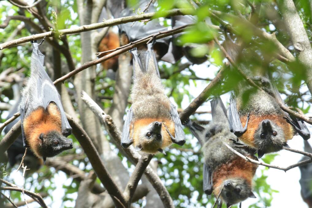 Brush bats boom as flying fox numbers across Mid North Coast surge