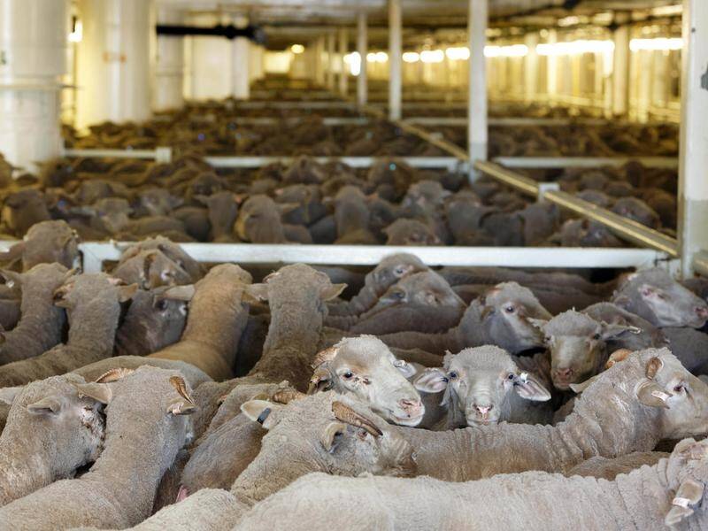 Independent MP Andrew Wilkie has introduced federal legislation to ban live animal exports.
