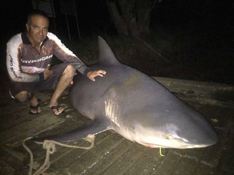 Solid catch: Anthony Micallef with the bull shark he and son Chris reeled in on Saturday night. A DPI spokeswoman said the species' numbers in the Hastings River are steady but increase at this time of year due to breeding patterns.
