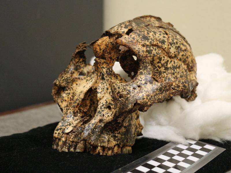 A two million-year-old skull from a human cousin has been unearthed by Australian archaeologists.