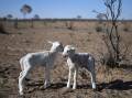 Plunging temperatures, showers and winds could spell disaster for newborn lambs in areas of NSW. (Dan Peled/AAP PHOTOS)