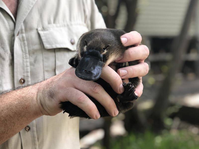 A young platypus trying to establish its own territory on the Gold Coast has recovered from illness.