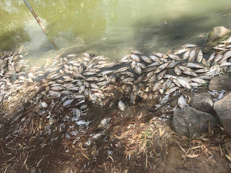The NSW government says it's working to solve the problem of fish deaths in the Darling River.
