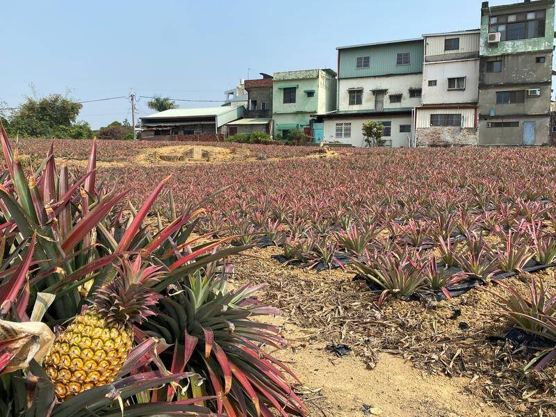 Taiwan says there is nothing wrong with its pineapples and has dimissed a China ban as political.