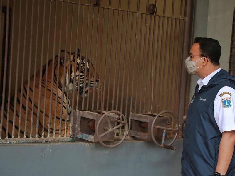 Two Sumatran tigers are recovering from COVID-19 at the Ragunan Zoo in Jakarta, Indonesia.