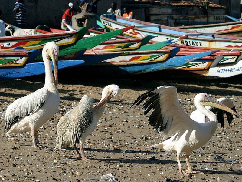 Rangers say 750 pelicans found dead in northern Senegal last week have tested positive for bird flu.