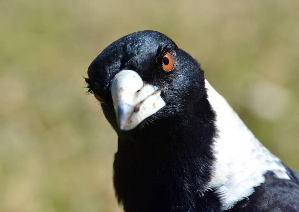 Prepare yourselves: This black-and-white menace will soon be swooping at a location near you. Photo PETER GLEESON