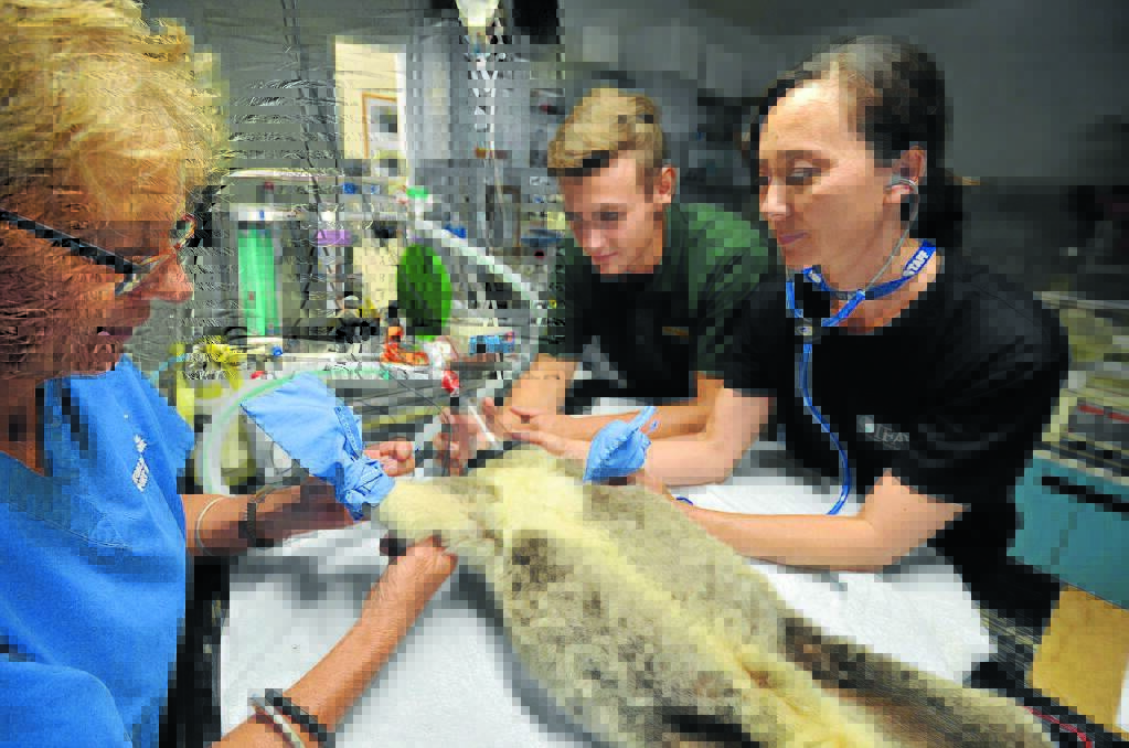 Doing their bit: Port Macquarie Koala Hospital clinical director Cheyne Flanagan fits mittens to a koala as international volunteer Garrett Wilton from Canada and team leader Amanda Gordon look on.