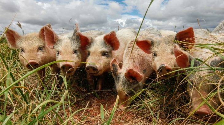 Russia has banned imports of Australian pork and other products as part of a tit-for-tat dispute. Photo: Katherine Griffiths