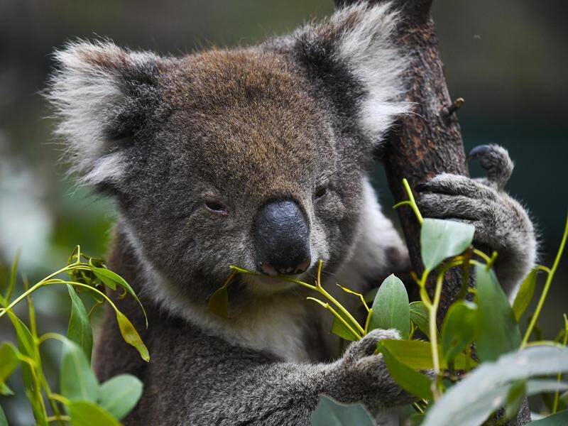 A vet is encouraged that a vaccinated koala is pregnant in an area where chlamydia runs rampant.