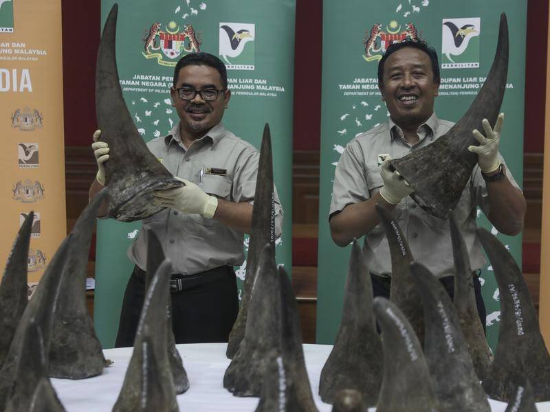 Malaysia's Department of Wildlife has seized a consignment of rhino horns at Kuala Lumpur airport.