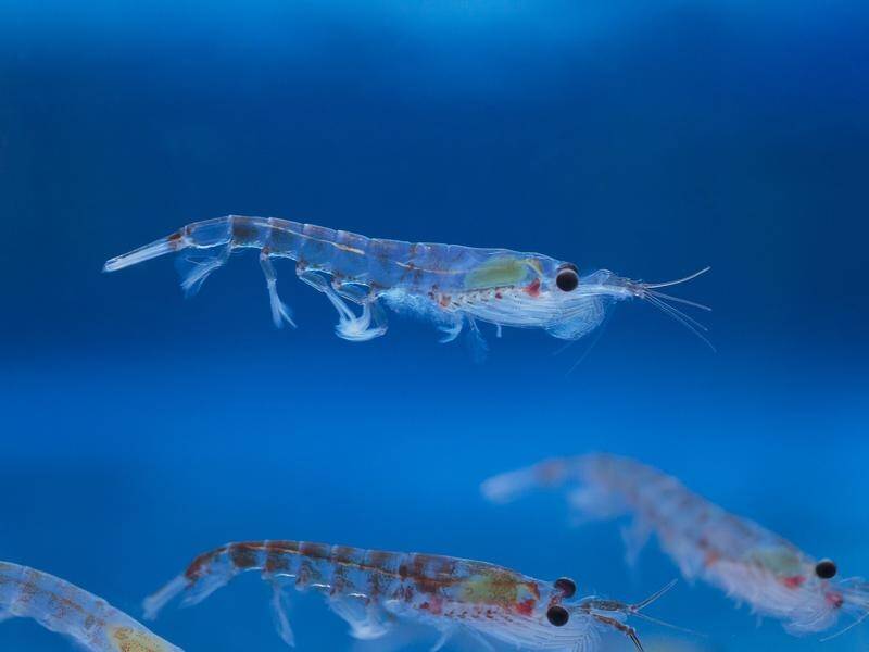 Antarctic krill provide the equivalent of billions of dollars in carbon storage, a WWF report says. (PR HANDOUT IMAGE PHOTO)