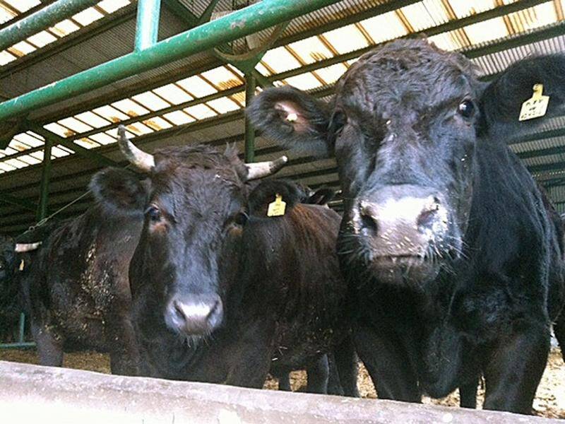 The export of live Australian cattle to Malaysia will resume immediately. (Lisa Martin/AAP PHOTOS)