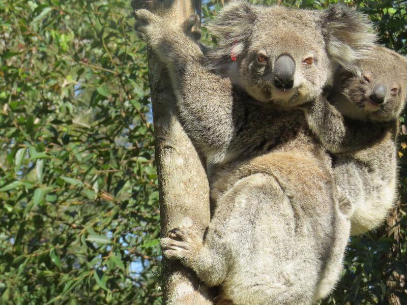 The Australian Koala Foundation says urgent action is needed to stop land-clearing in prime habitat.