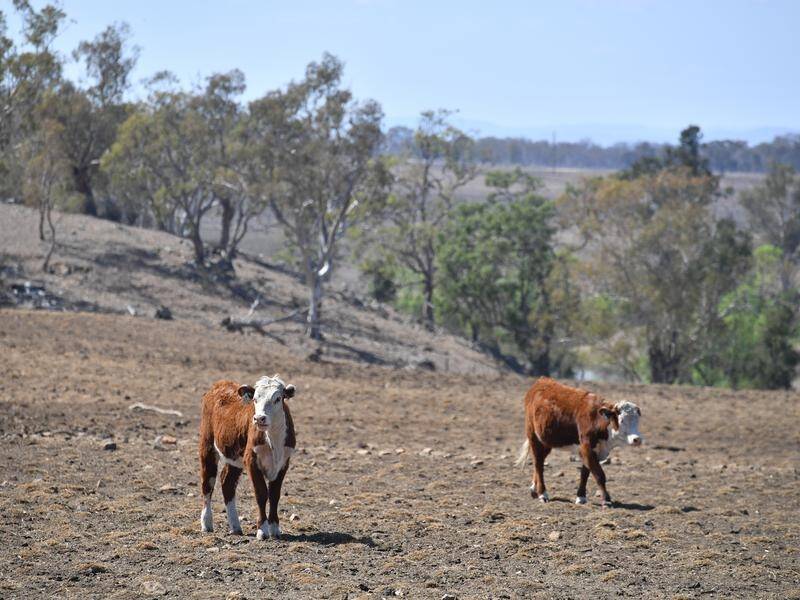 Drought-stricken NSW farmers are calling for a cash injection from the federal government.