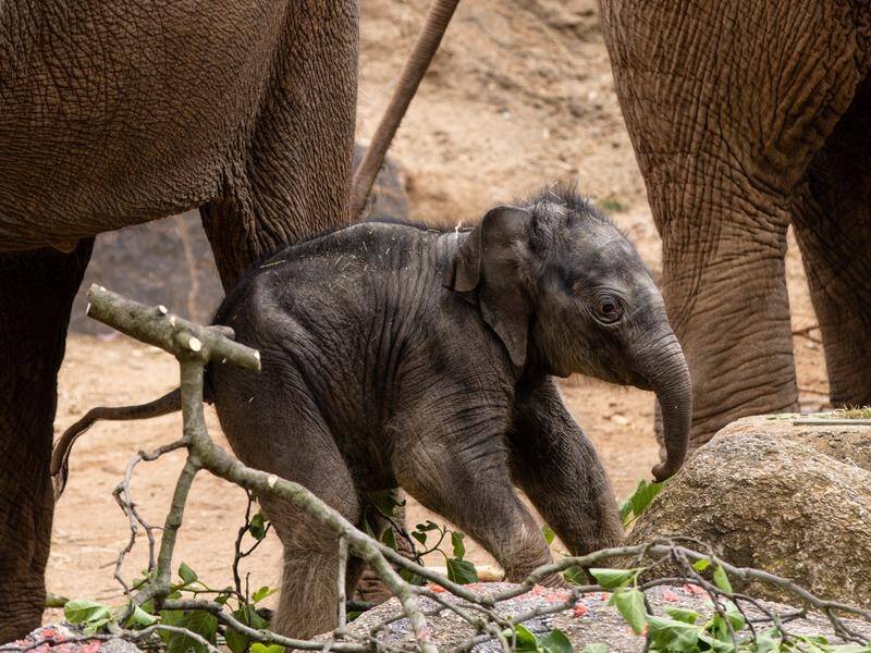 The elephant calf had a week of bonding with mother Dokkoon before her public appearance at the zoo. (Diego Fedele/AAP PHOTOS)