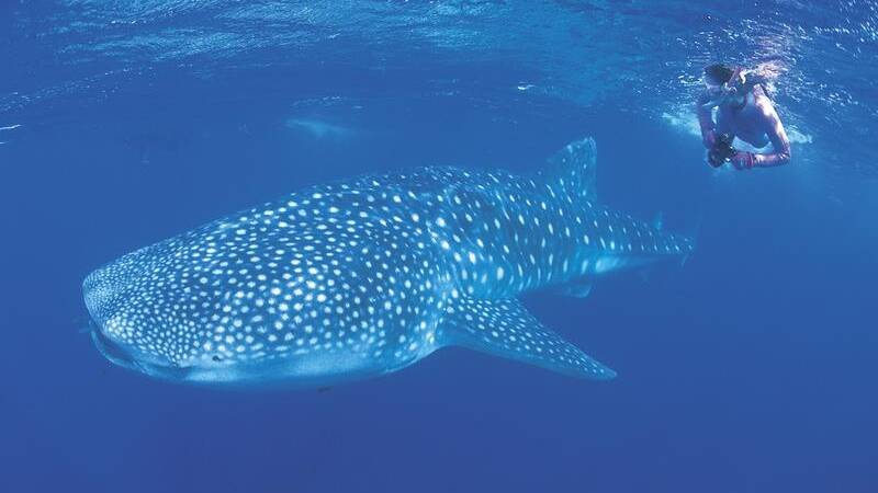 Whale sharks are native to the Ningaloo area more than 1000 kilometres north. Photo: File image