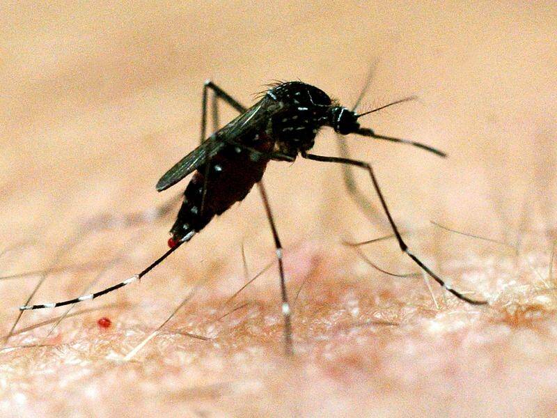 Heat and flooding have created ideal conditions for disease-carrying mosquito populations to boom. (Dave Hunt/AAP PHOTOS)