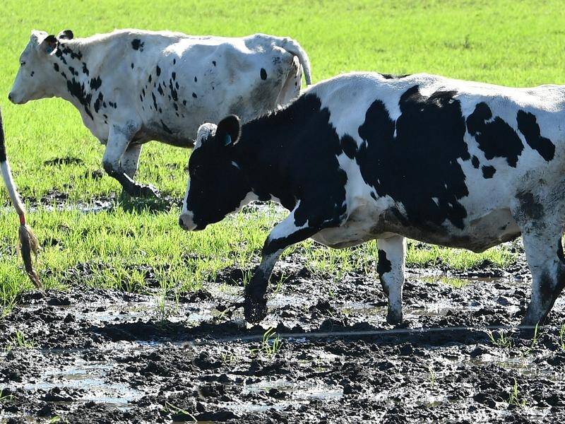 Australia will 'look for opportunities' to cut methane emissions from farming and livestock. (Dean Lewins/AAP PHOTOS)
