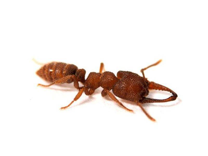 An Australian ant has set a new record for the fastest animal movement, with its jaws.