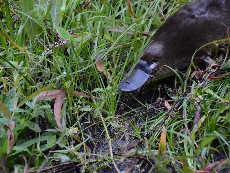 Wildlife advocates are urging dog owners to keep their animal on a lead near platypus habitats.