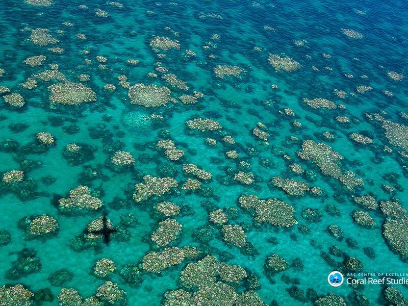 Back-to-back bleaching from warming water has killed huge tracts of the Great Barrier Reef.