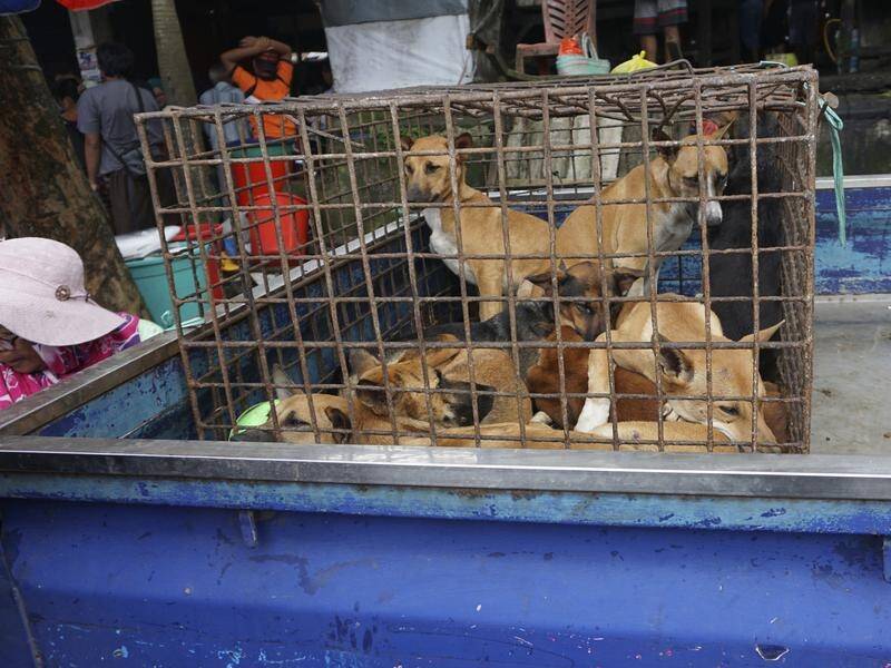 International stars of acting, music and sport have urged an end to Indonesia's dog meat trade.