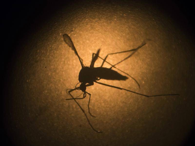 Australia's east coast is experiencing "a monster month of mozzies".