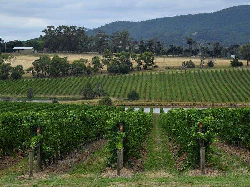 Australian winemakers are urged to oppose an EU claim for naming rights for wines. (Joel Carrett/AAP PHOTOS)