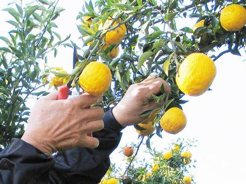 People living in the fruit fly outbreak zone are urged to pick backyard fruit as soon as possible.