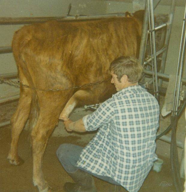 Third generation dairy farmer Ian Alley hand milks a cow