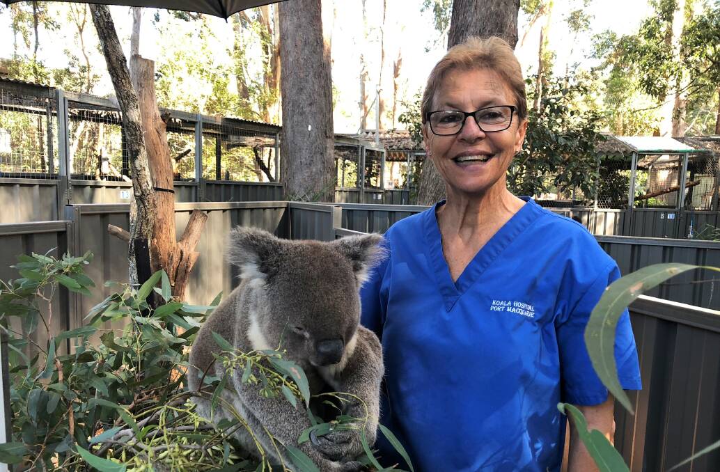 Nursed back to health: Port Macquarie Koala Hospital’s clinical director Cheyne Flanagan with one of the koalas currently being treated. Photo: Matt Attard