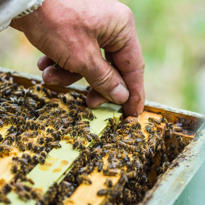 Thriving: This healthy bee colony is now thriving at Amber Drop Honey.
