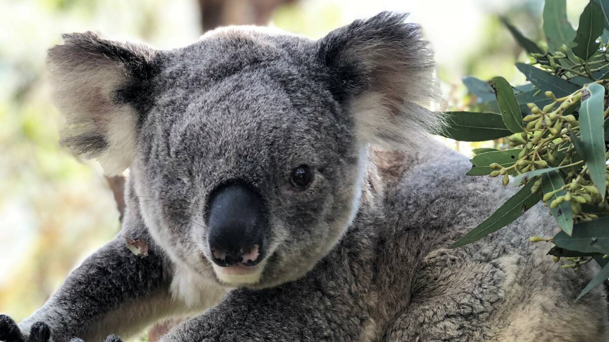 Happy to be alive: Oxley Kaylee is missing a leg and an eye, but has thrived at the Koala Hospital for several years. Photo: Matt Attard