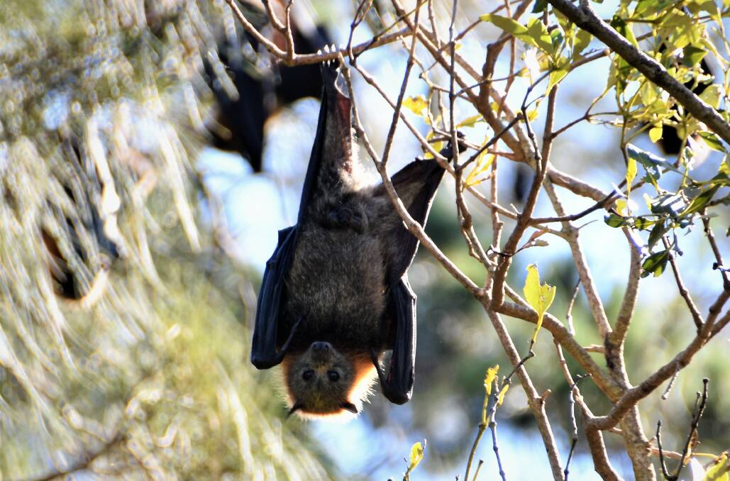 Hey there: A flying fox hangs high above Wrights Creek Bridge. It is part of a huge colony that continues to grow. Photo: Matt Attard