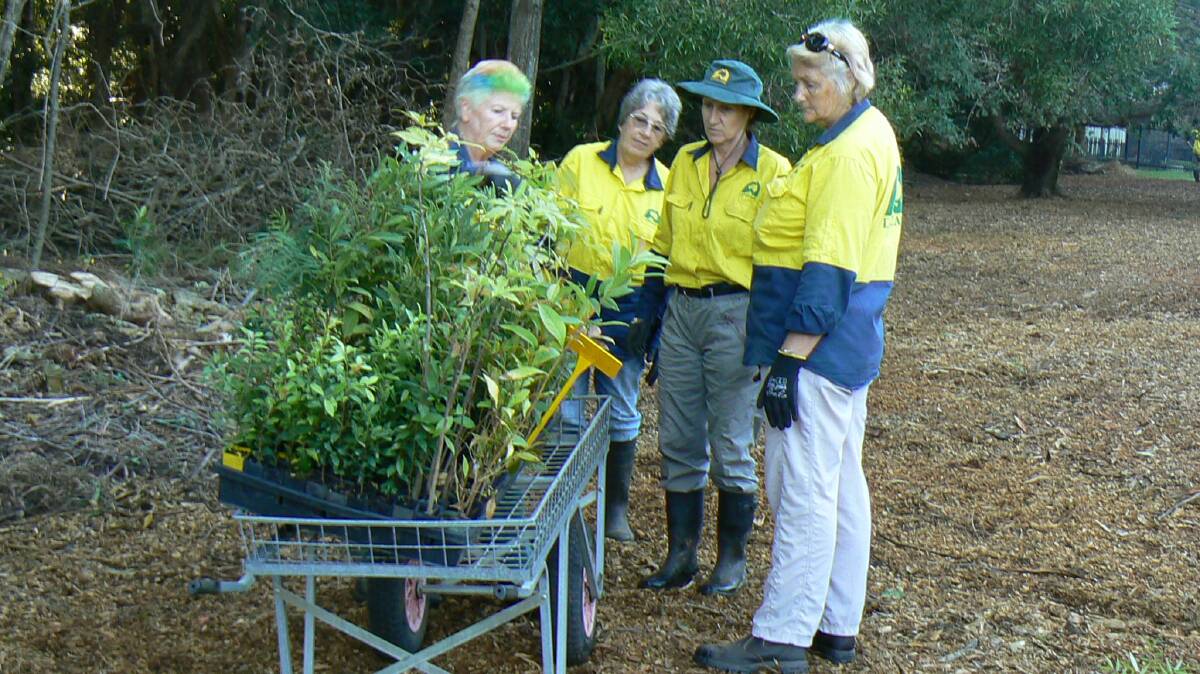 Port Macquarie Landcare volunteers.