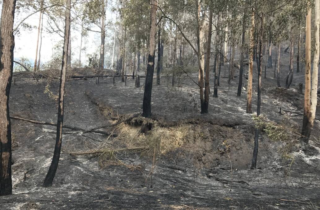 Shocking: The scenes in Pappinbarra a day after fire ripped through the forest. Photo: Matt Attard