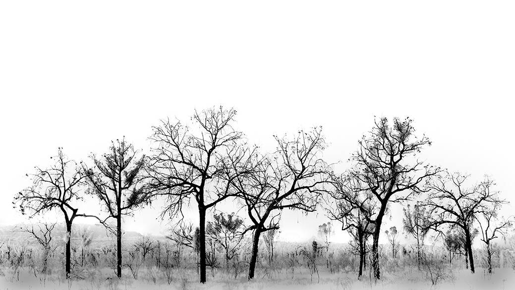 Beautiful: Trees against a bright white backdrop, one of the many stunning images to be showcased by photographer Robyn Musset at Sunset Gallery.